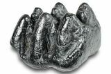 Gomphotherium (Mastodon Relative) Molar - South Carolina #248393-1